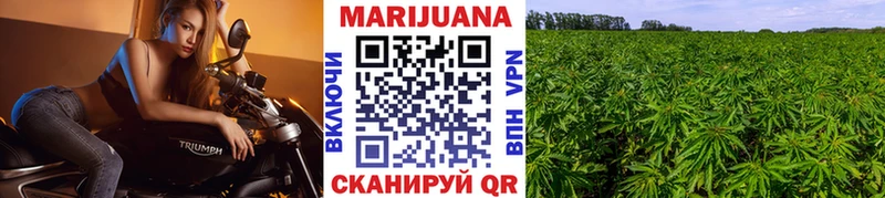 что такое Курск Конопля сатива